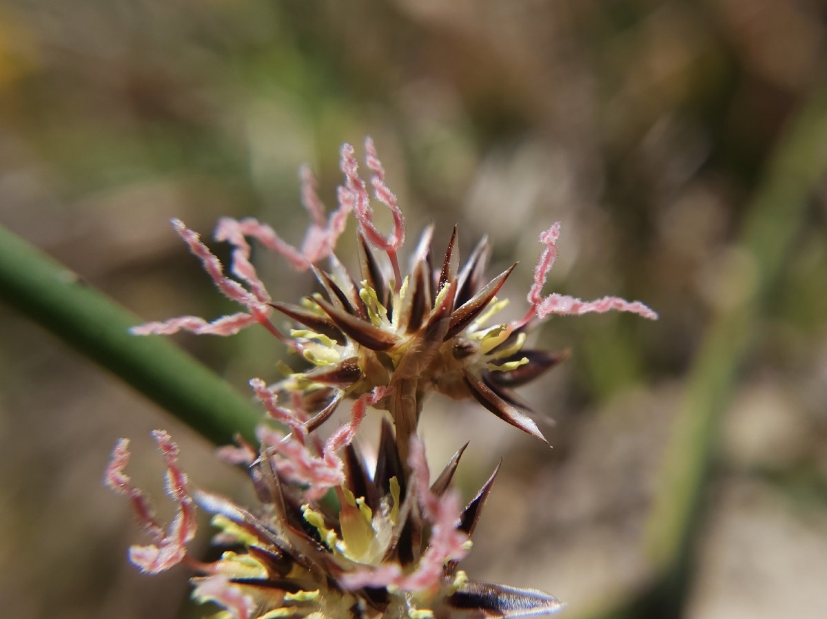 Juncus lescurii