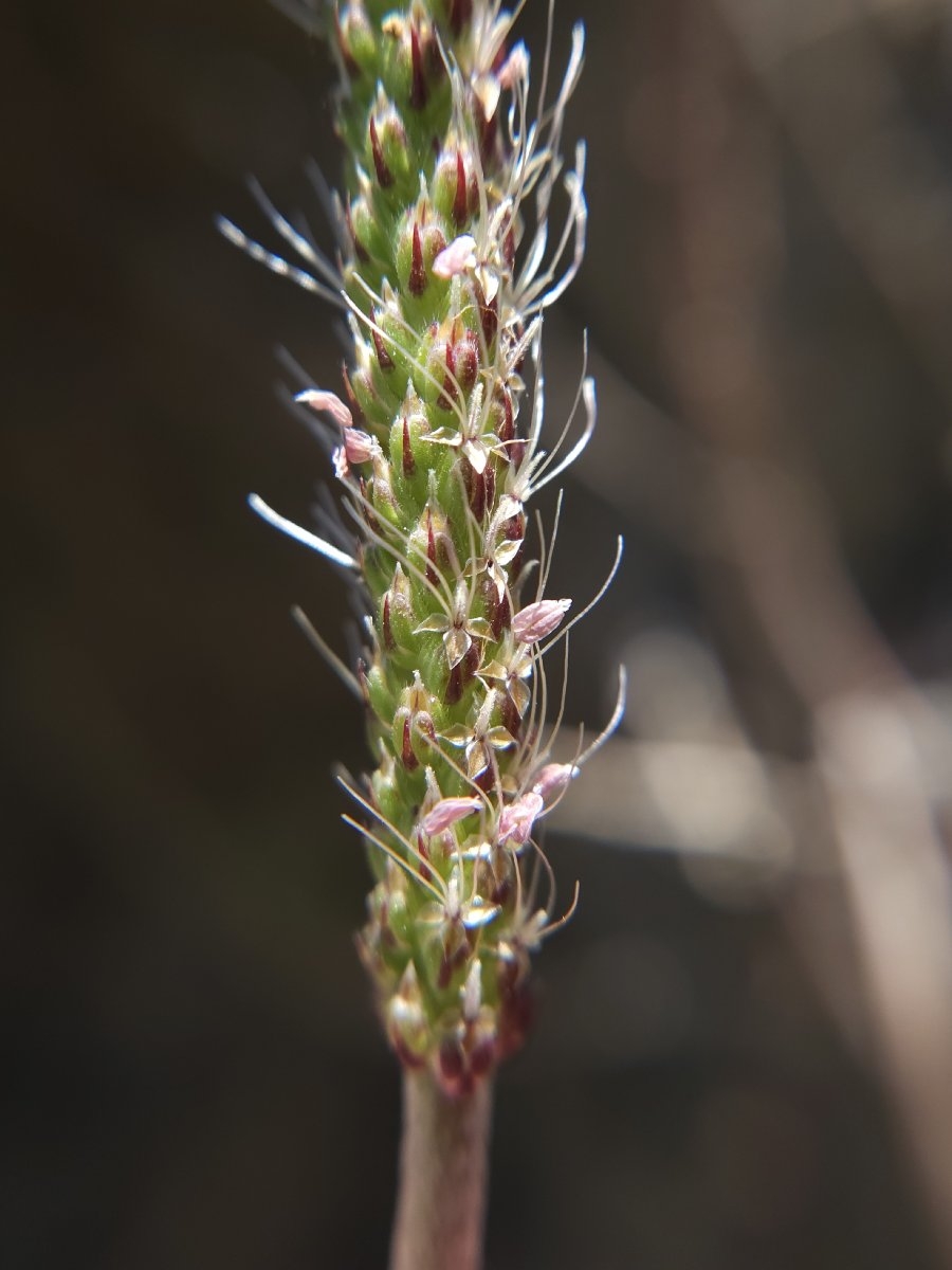 Plantago coronopus