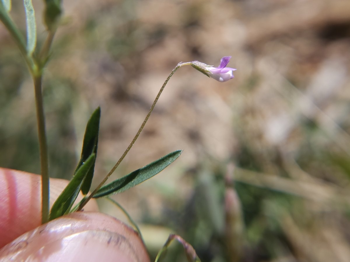 Vicia tetrasperma