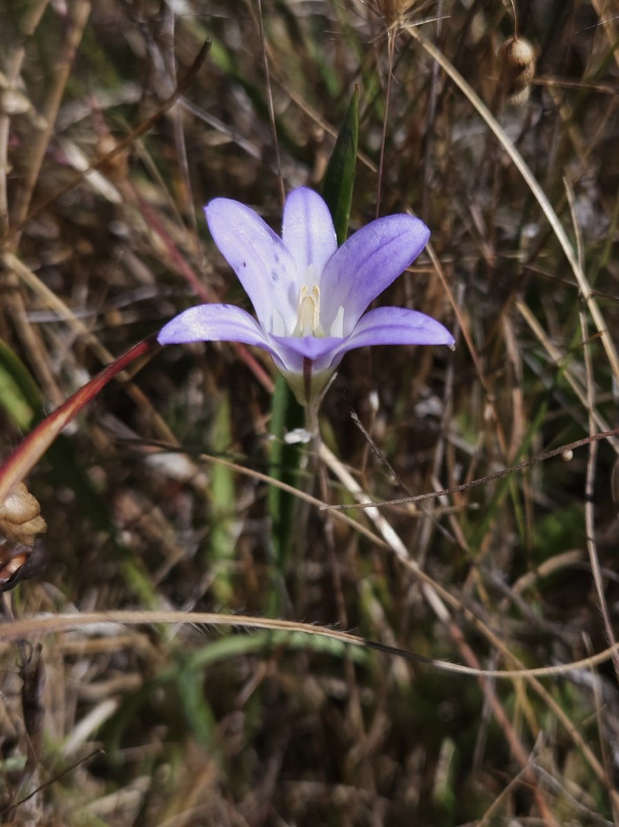 Brodiaea elegans ssp. elegans