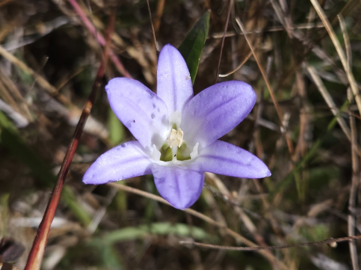 Brodiaea elegans ssp. elegans