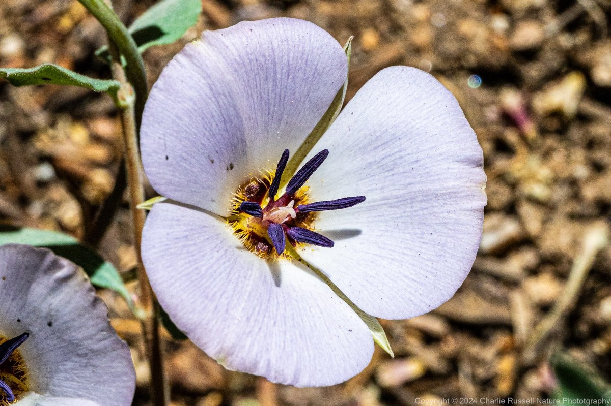 Calochortus invenustus