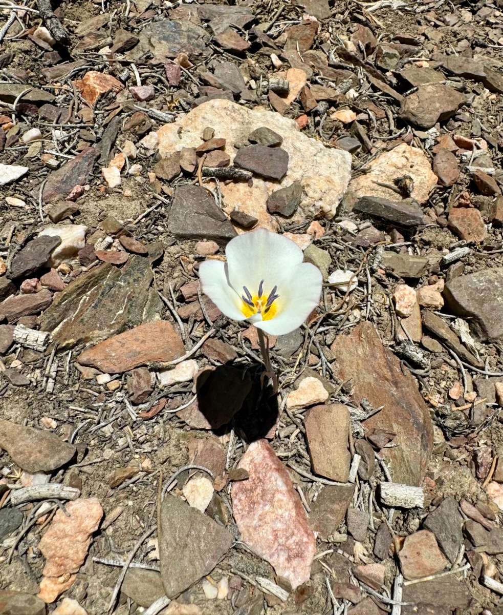 Calochortus panamintensis