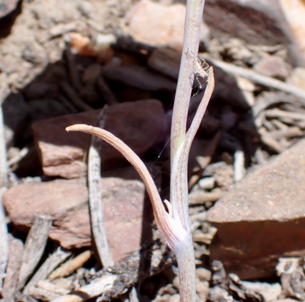 Calochortus panamintensis