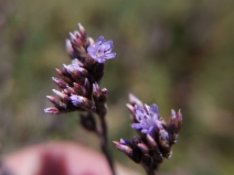 Limonium californicum