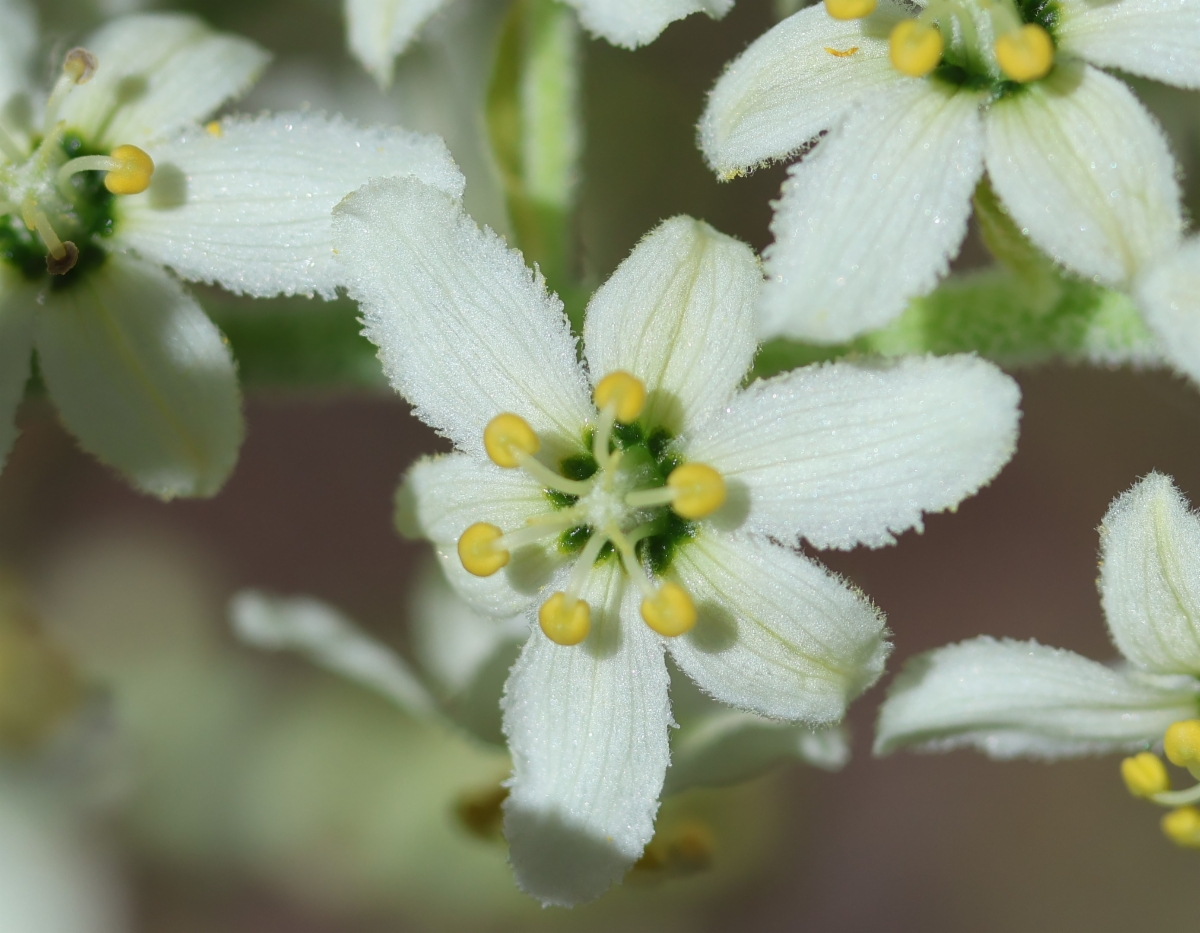 Veratrum insolitum