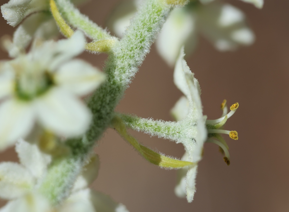 Veratrum insolitum