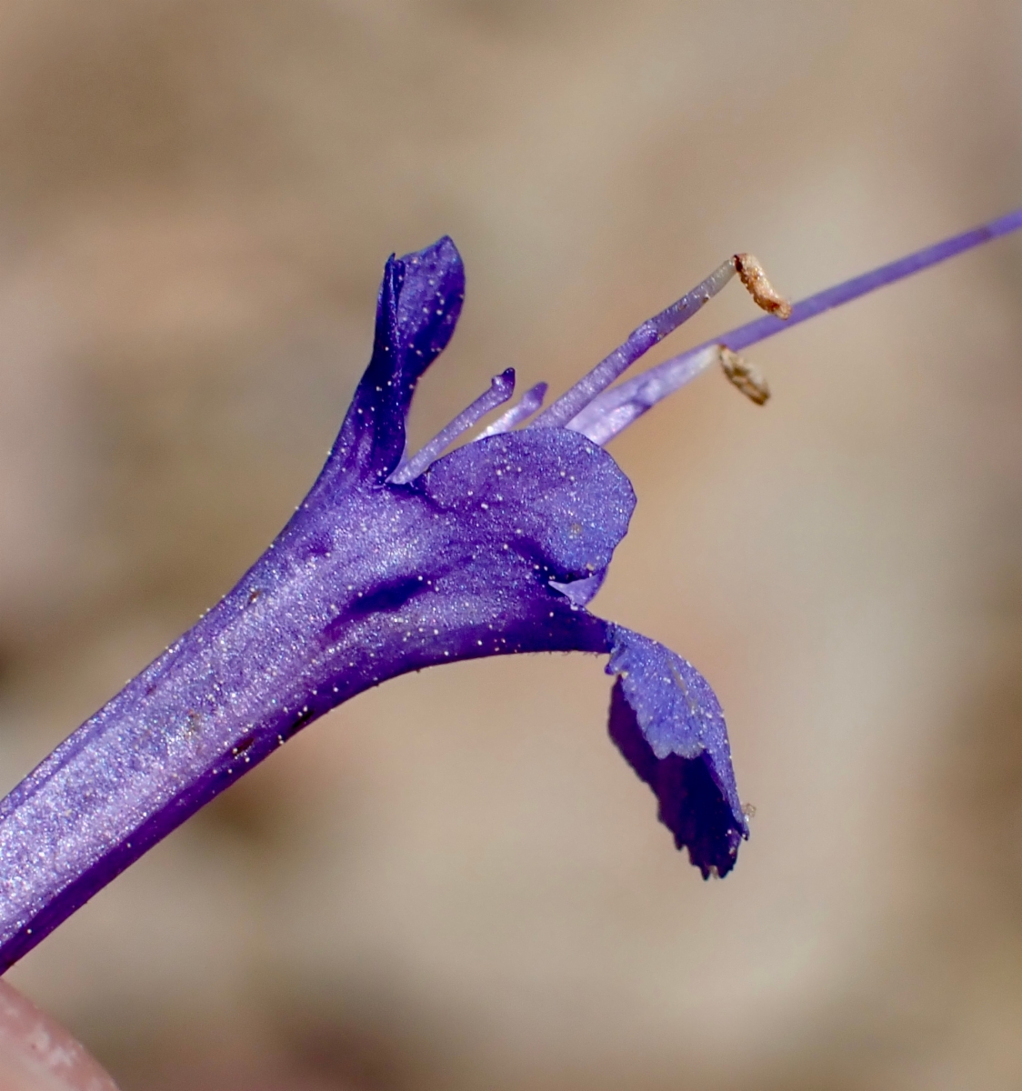 Salvia pachyphylla