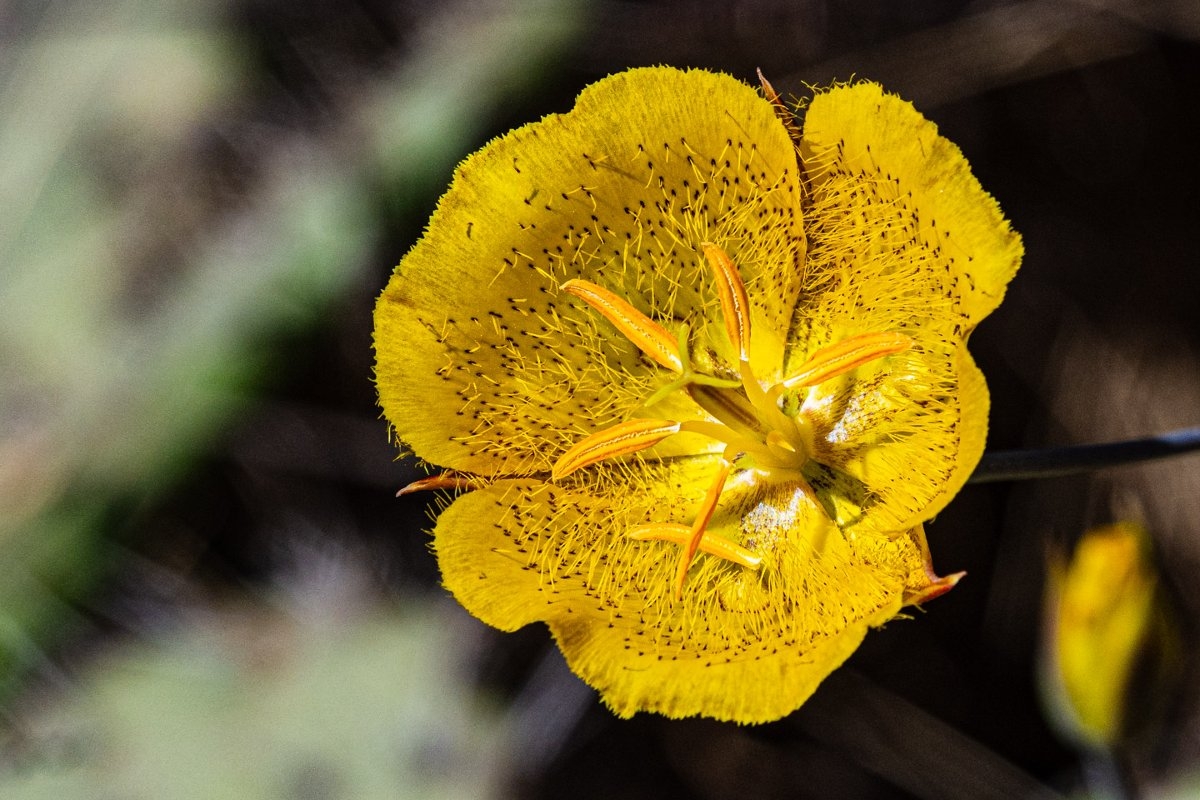 Calochortus weedii var. weedii