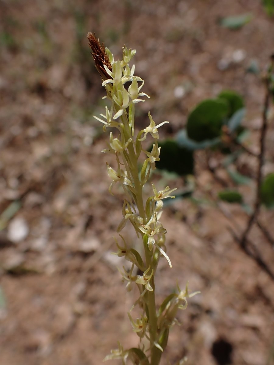 Piperia leptopetala