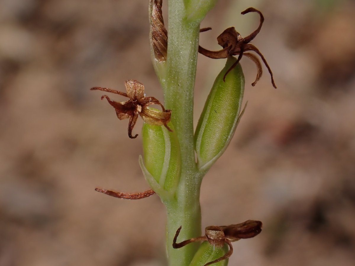 Piperia leptopetala