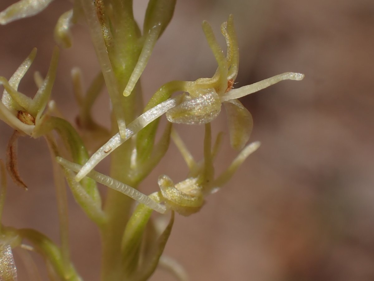 Piperia leptopetala