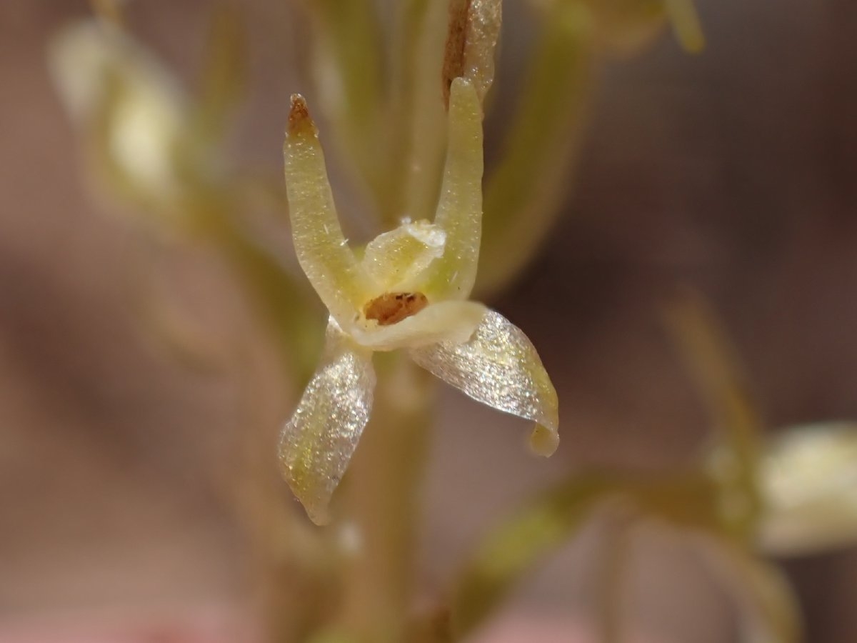 Piperia leptopetala