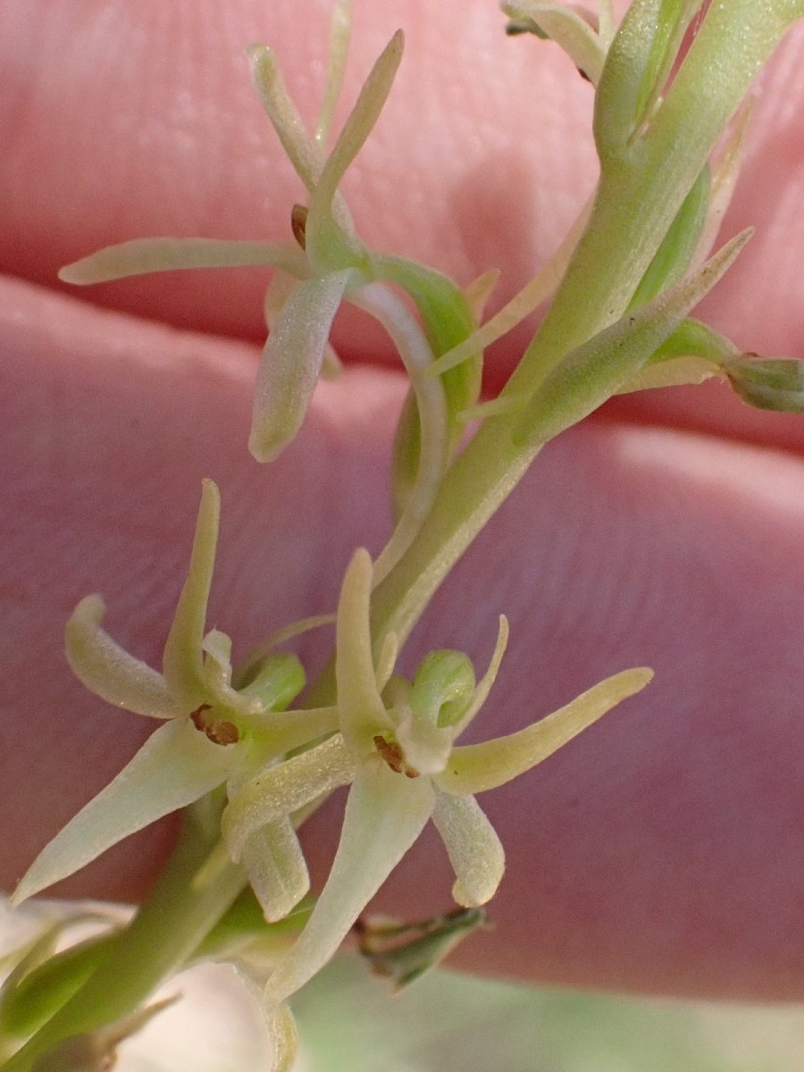 Piperia leptopetala