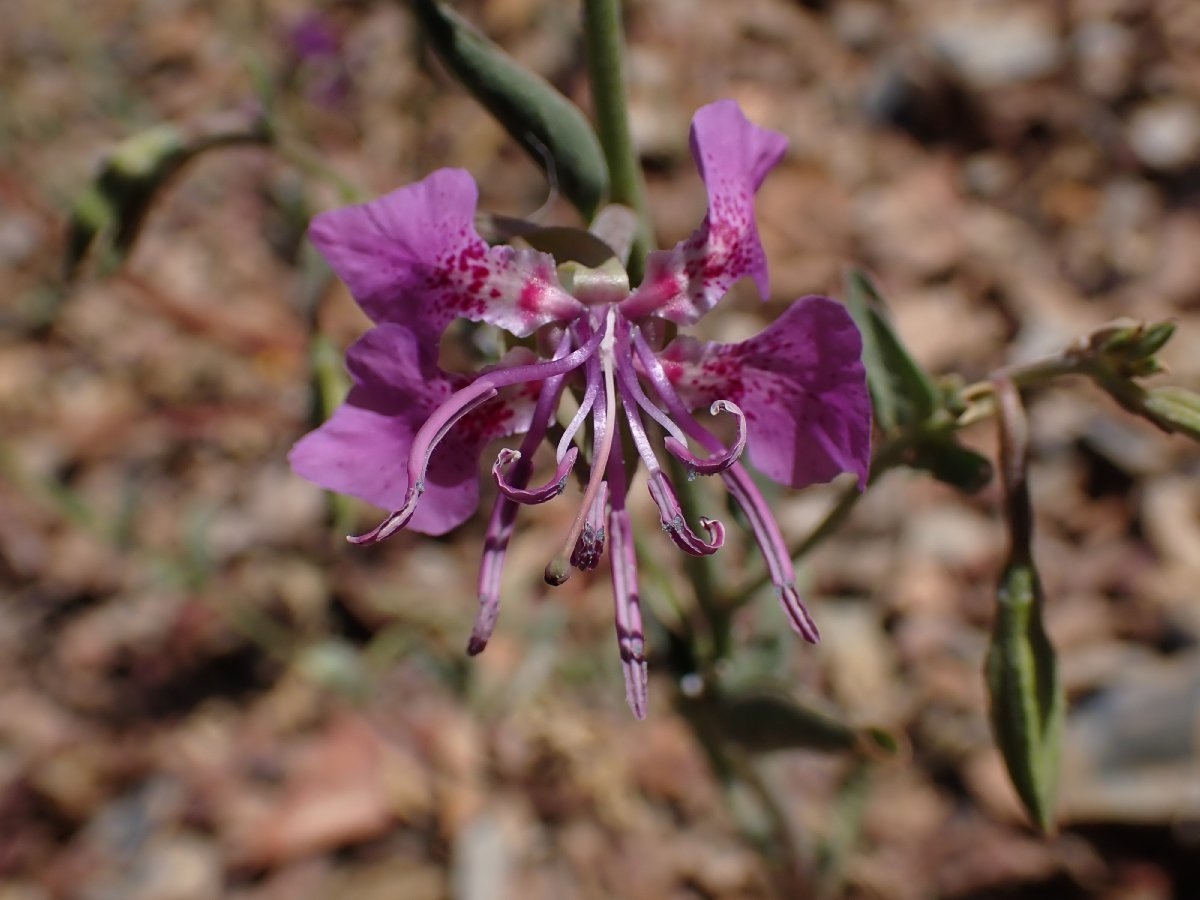 Clarkia borealis ssp. borealis