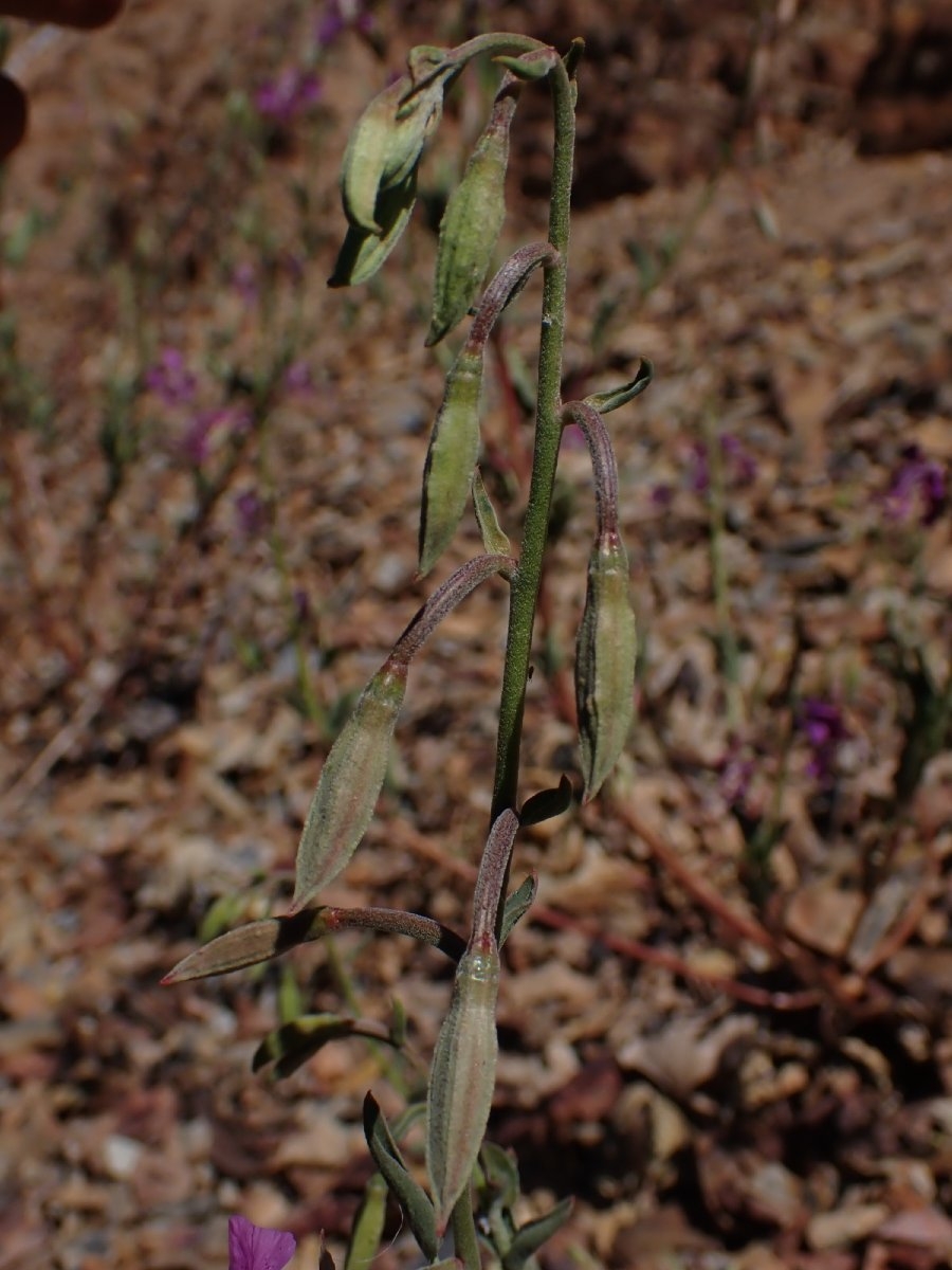 Clarkia borealis ssp. borealis