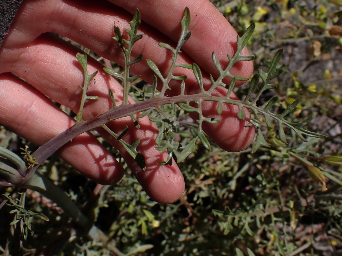 Erythranthe filicifolia