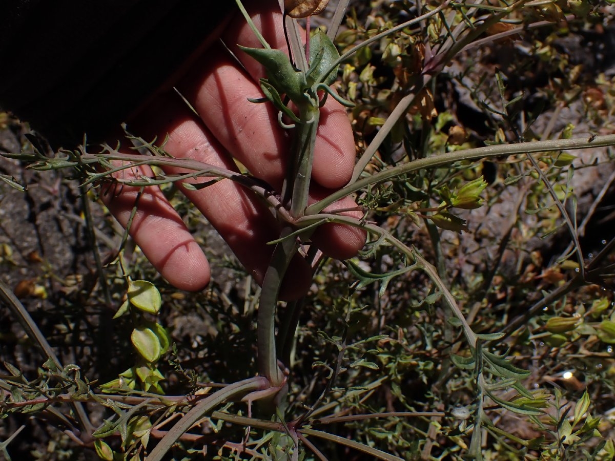 Erythranthe filicifolia