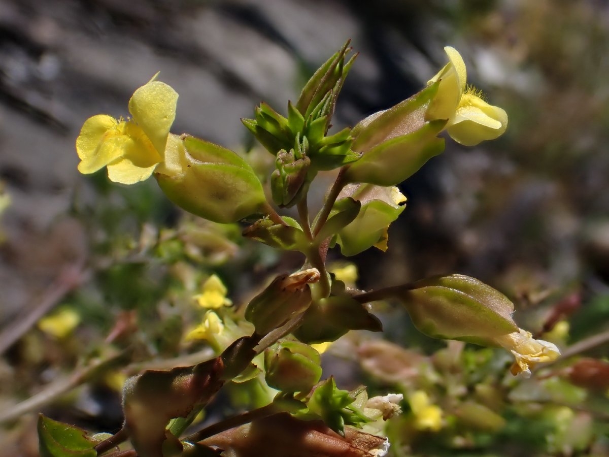 Erythranthe filicifolia