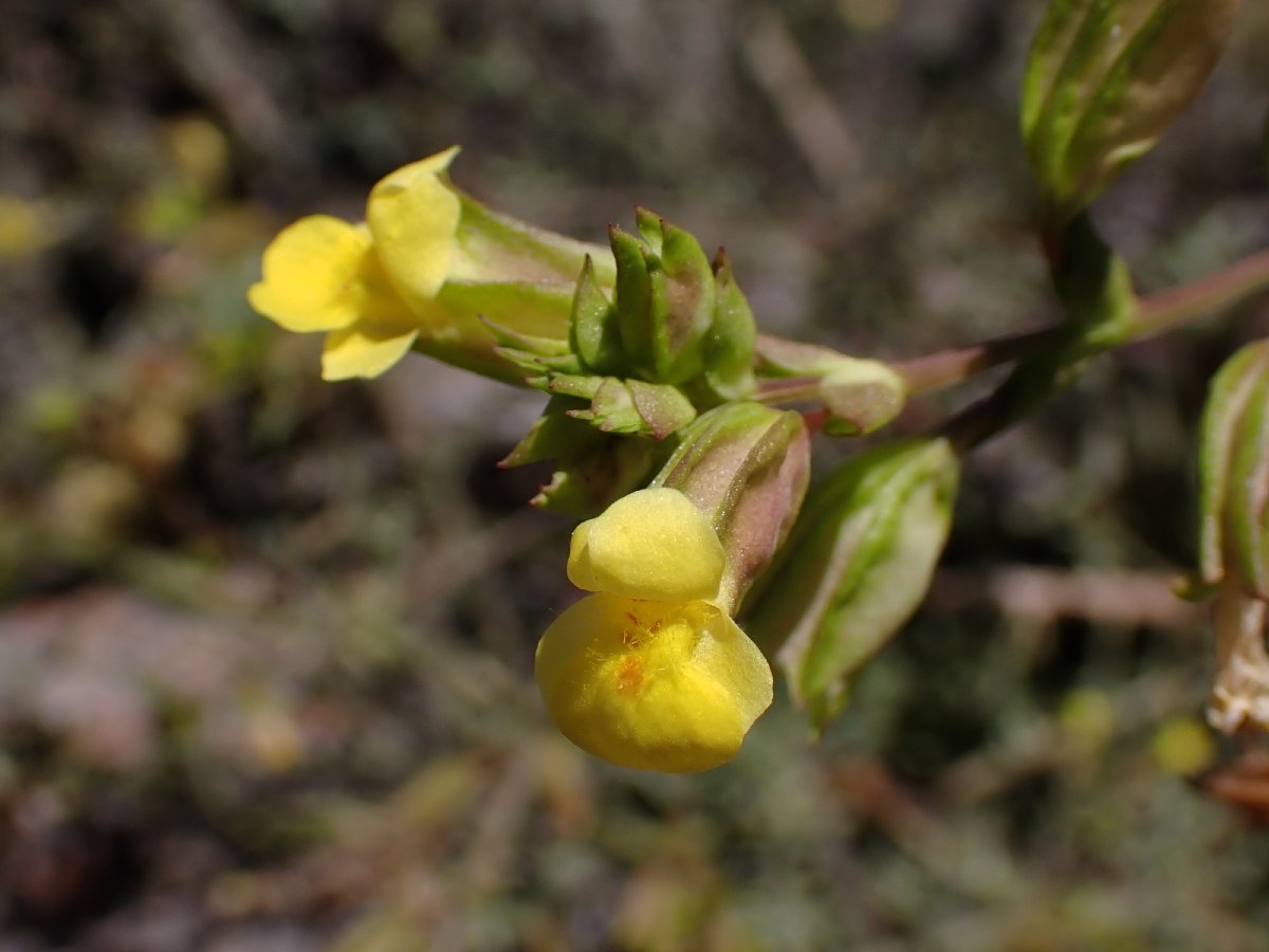 Erythranthe filicifolia