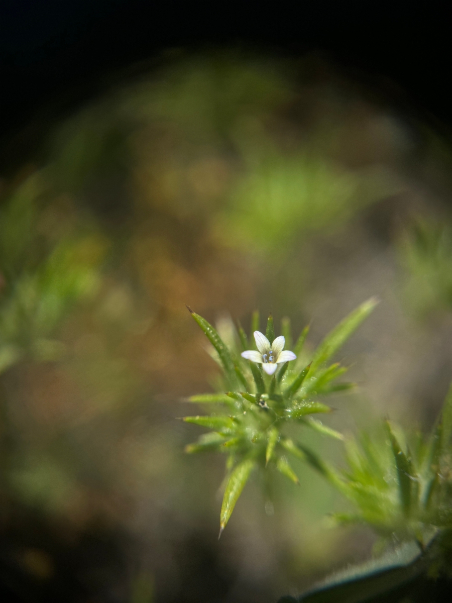 Navarretia peninsularis