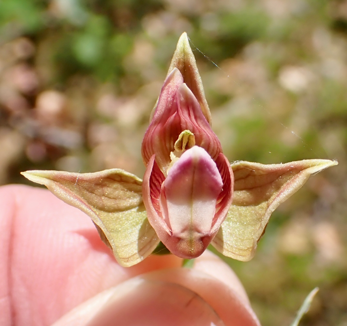 Epipactis gigantea