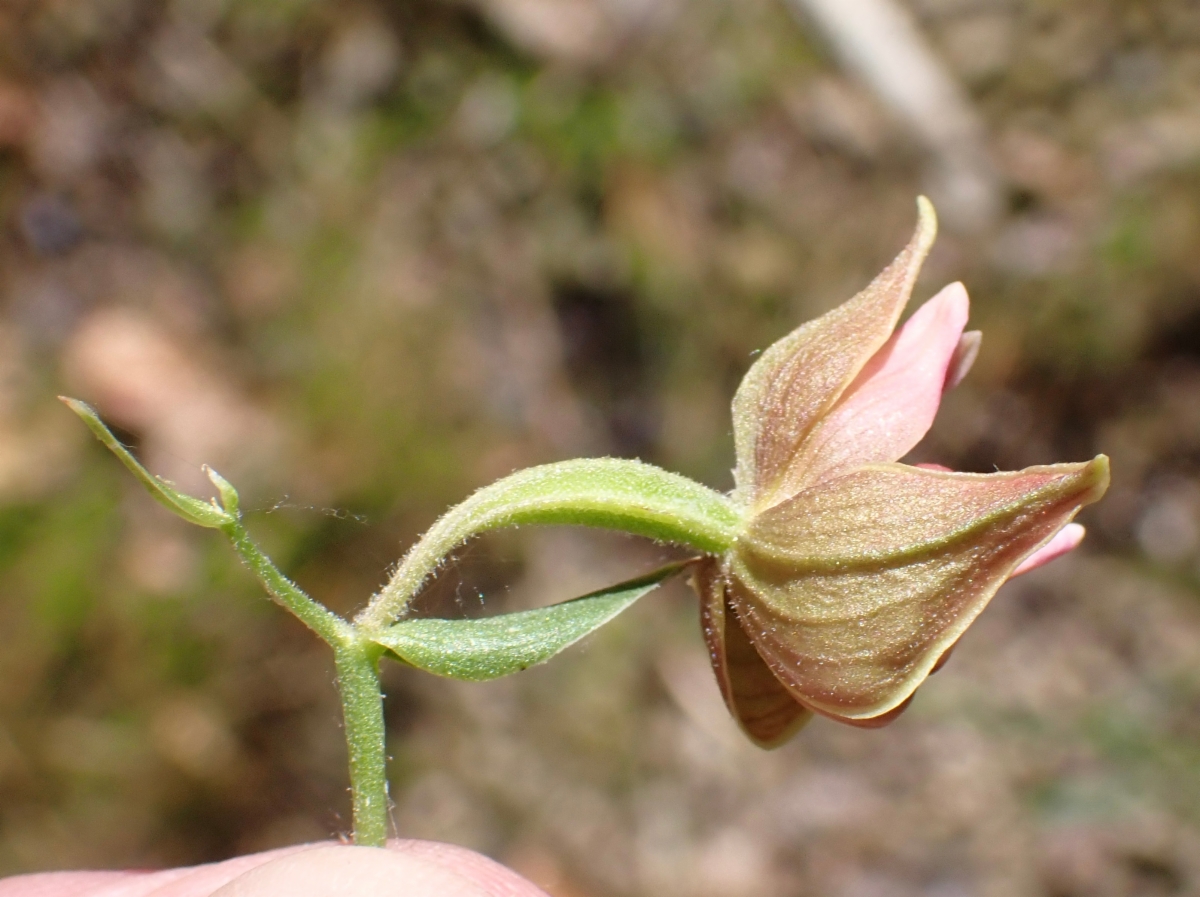 Epipactis gigantea