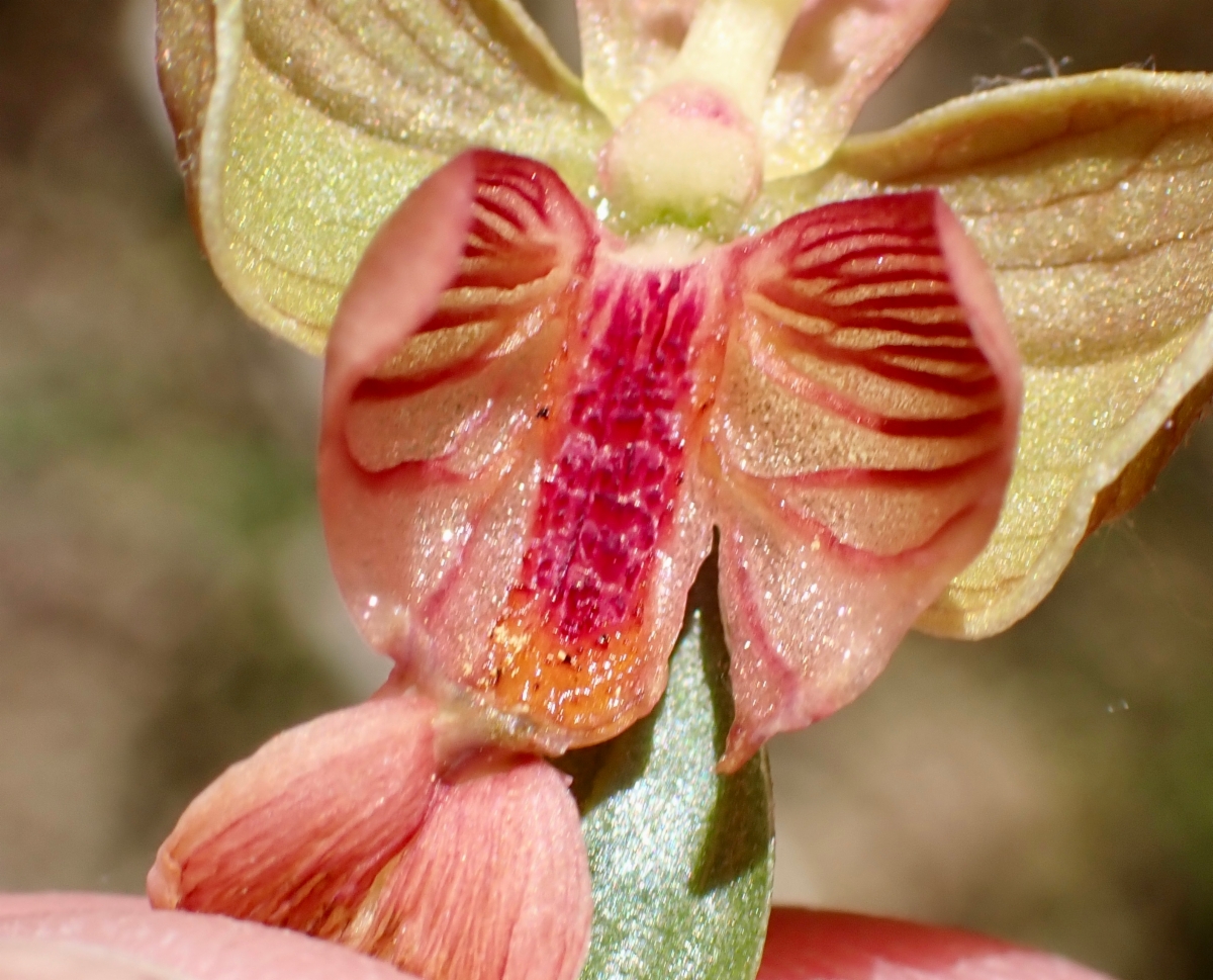 Epipactis gigantea