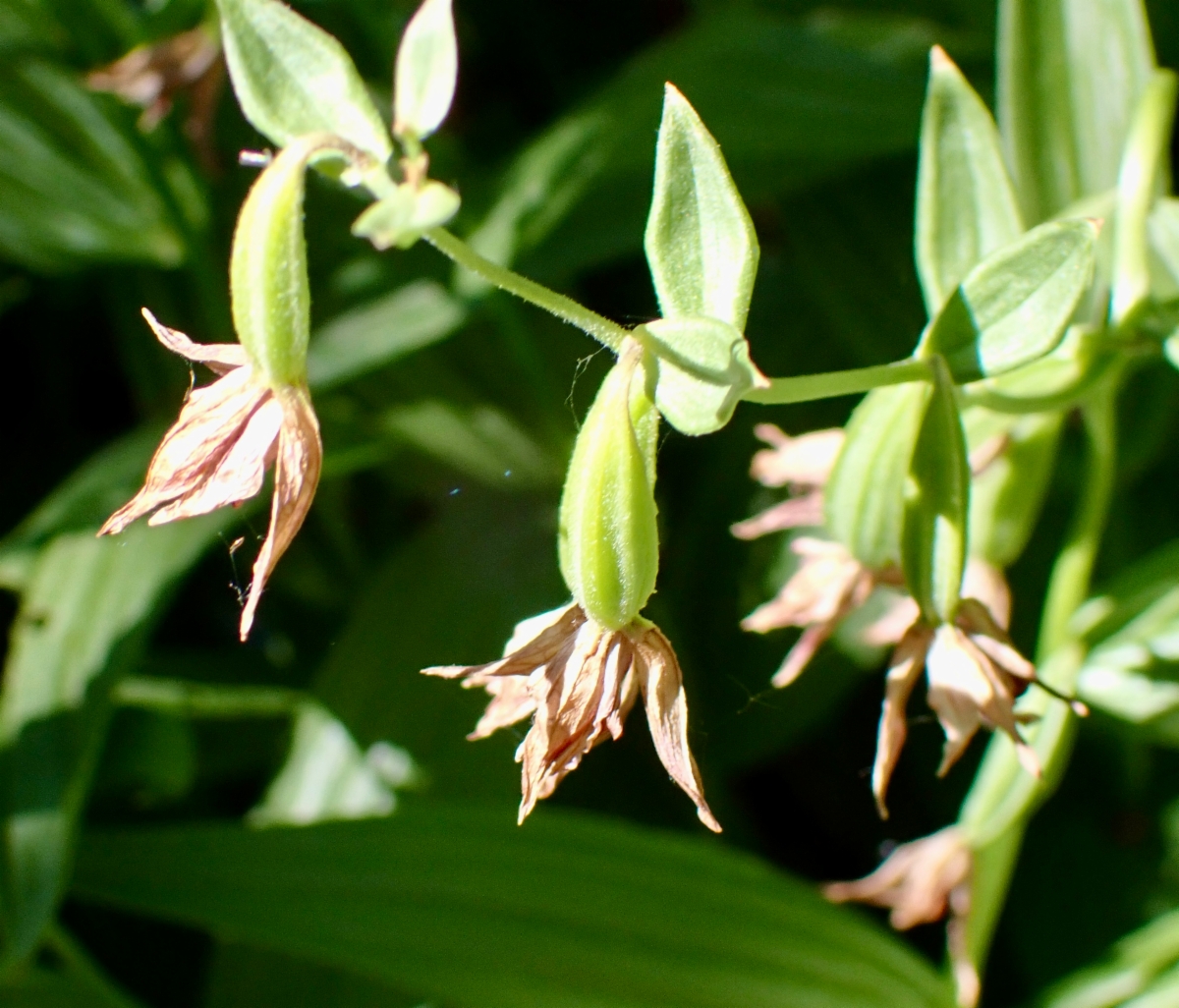 Epipactis gigantea