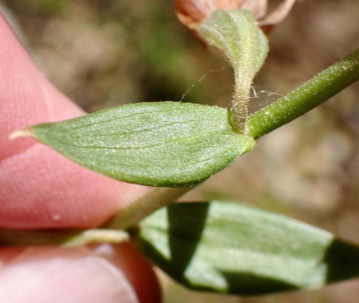 Epipactis gigantea