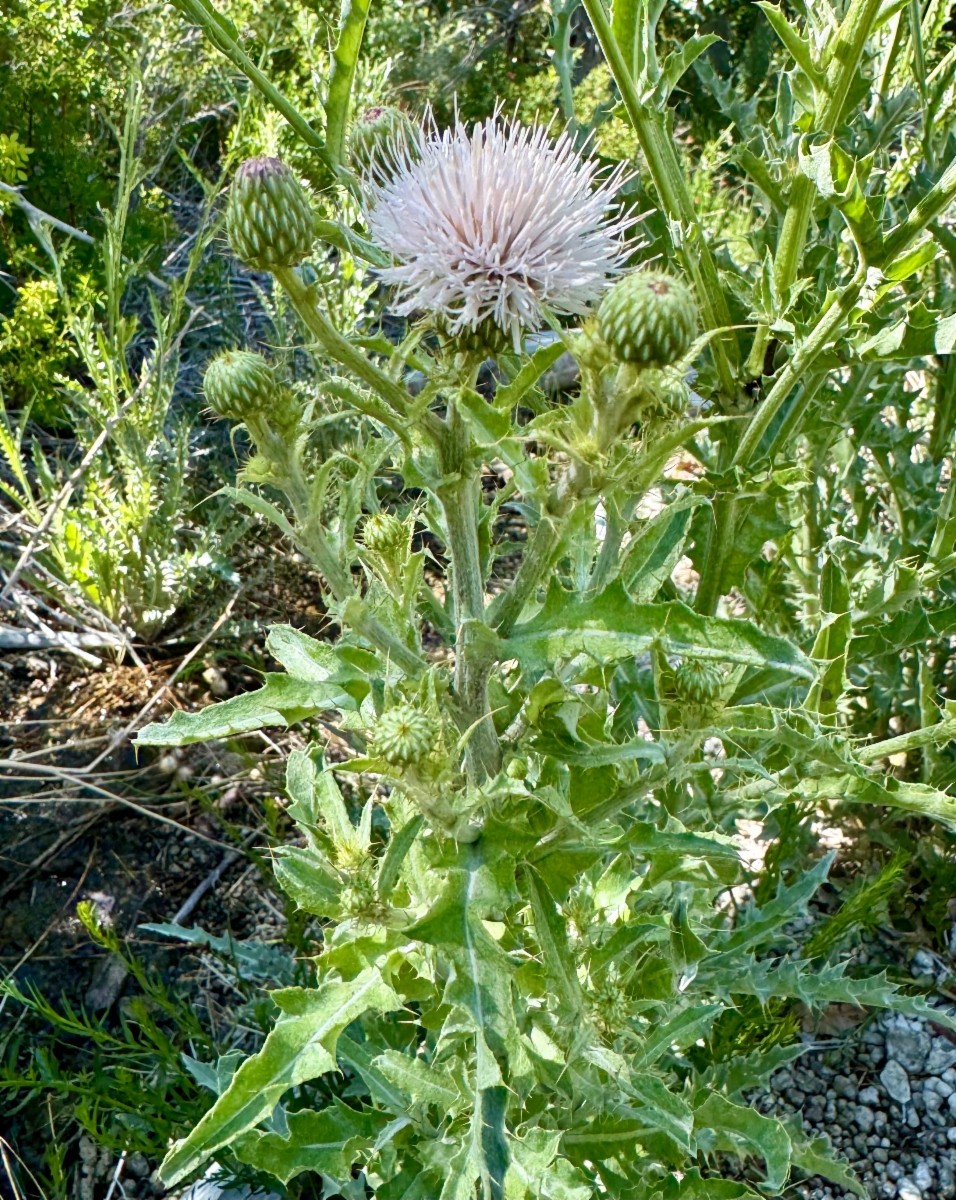 Cirsium mohavense