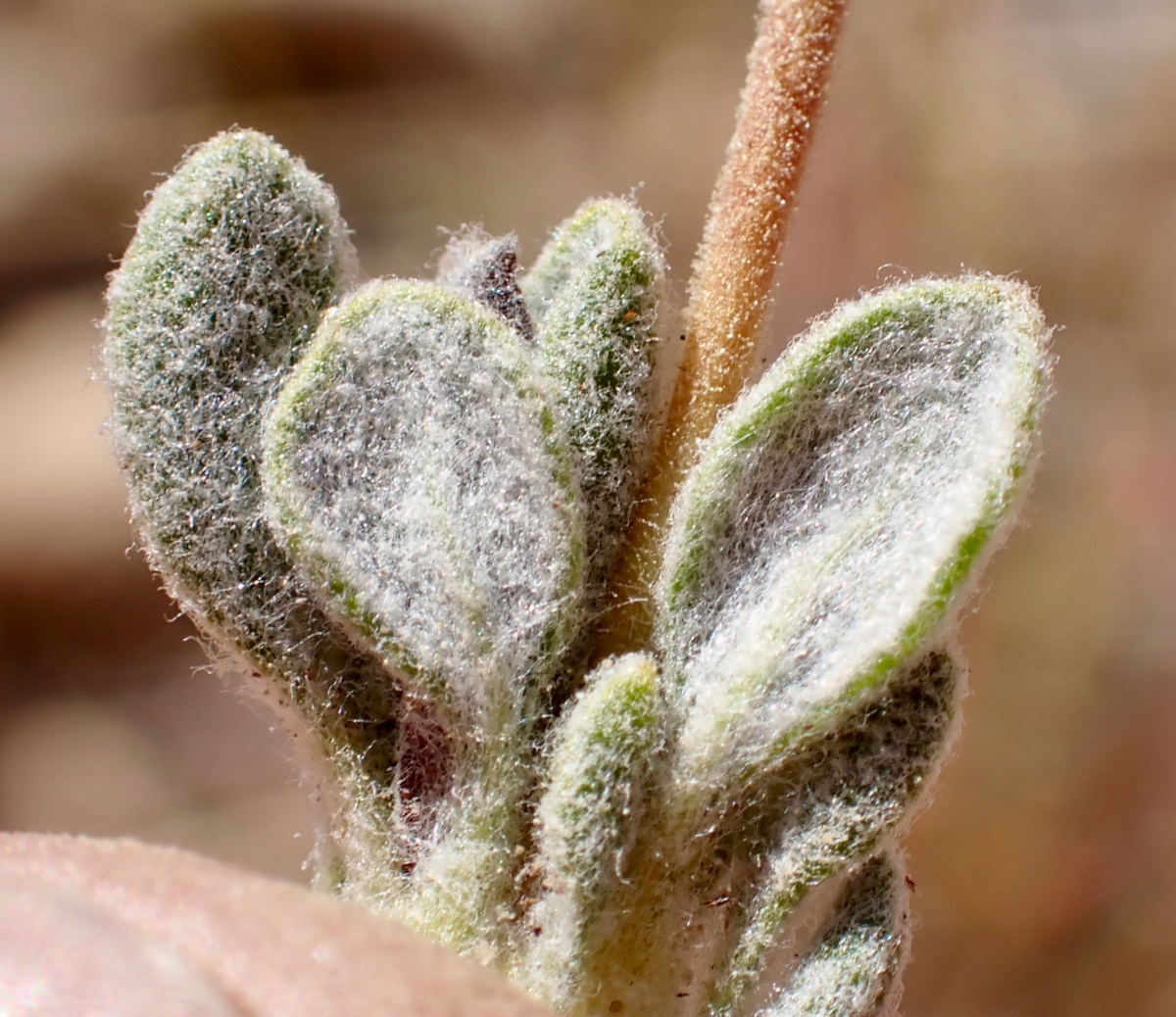 Eriogonum gracilipes