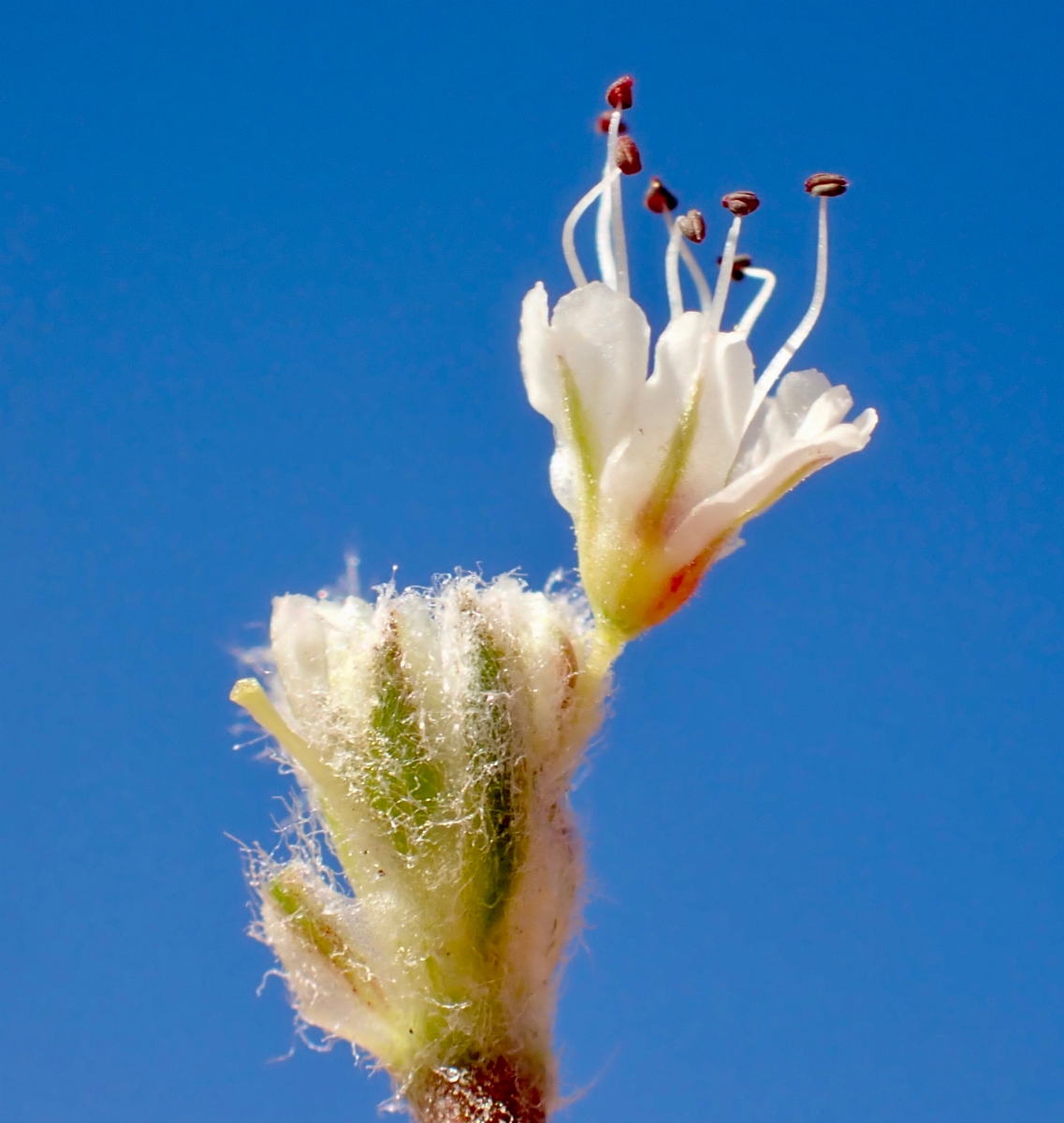 Eriogonum gracilipes