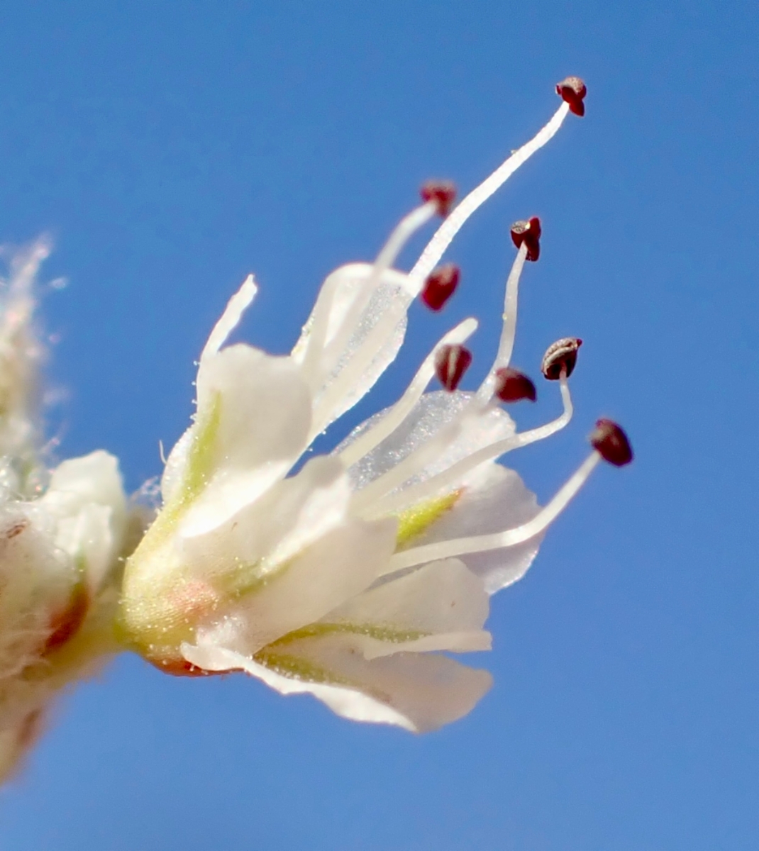 Eriogonum gracilipes