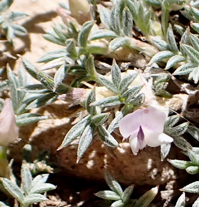 Astragalus kentrophyta var. tegetarius