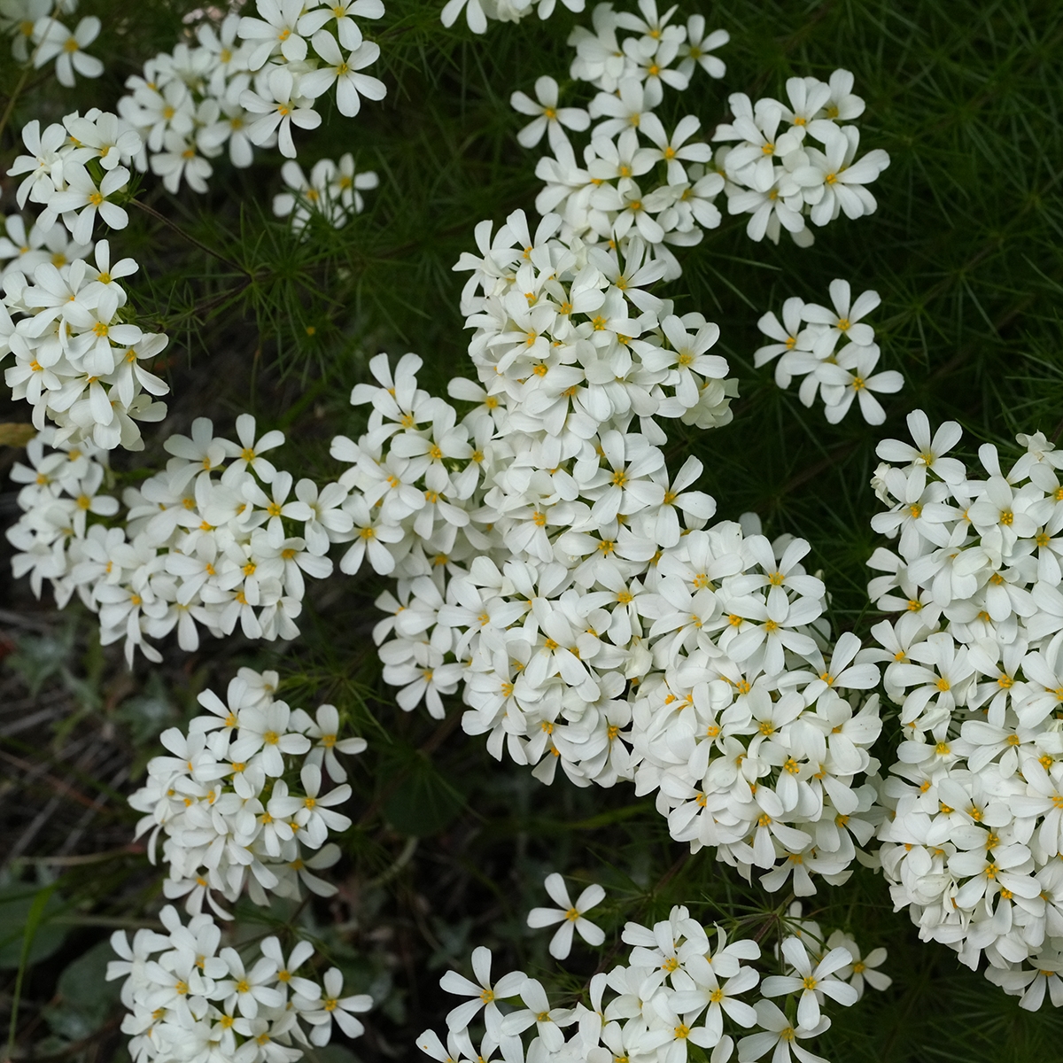 Leptosiphon nuttallii ssp. nuttallii