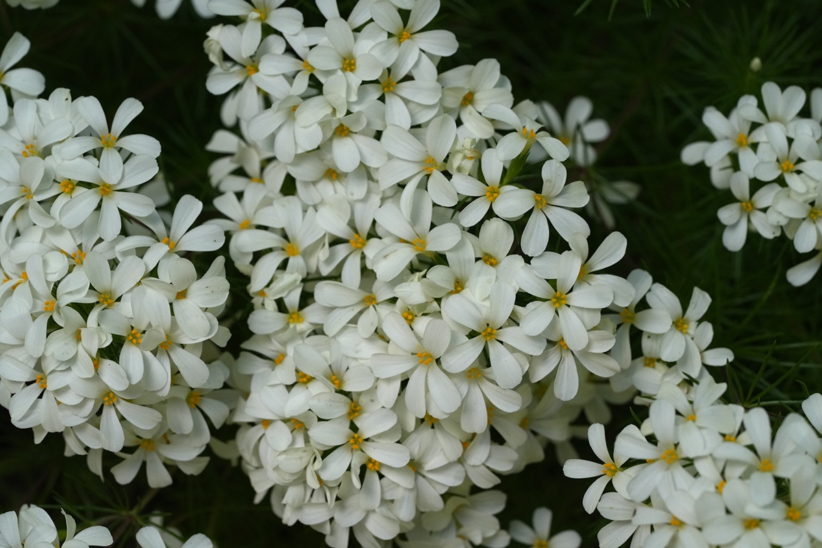 Leptosiphon nuttallii ssp. nuttallii