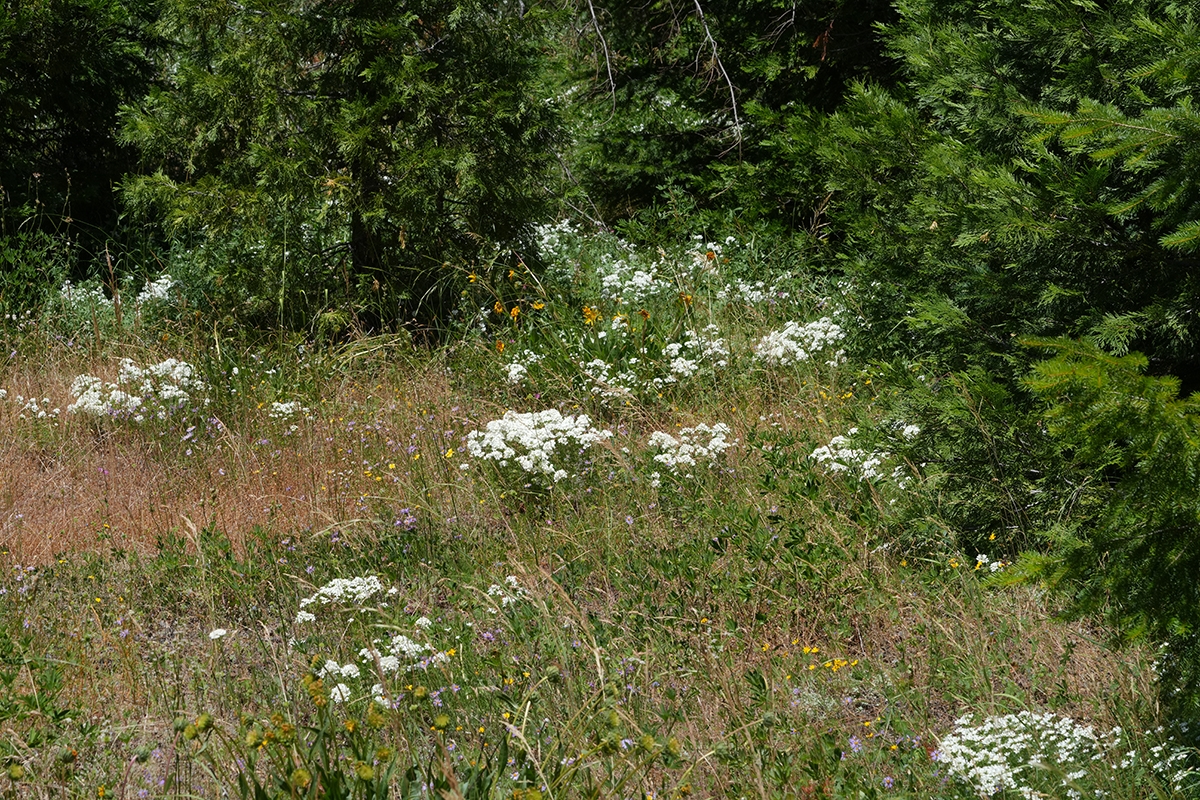 Leptosiphon nuttallii ssp. nuttallii