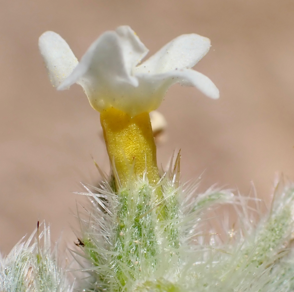 Oreocarya flavoculata