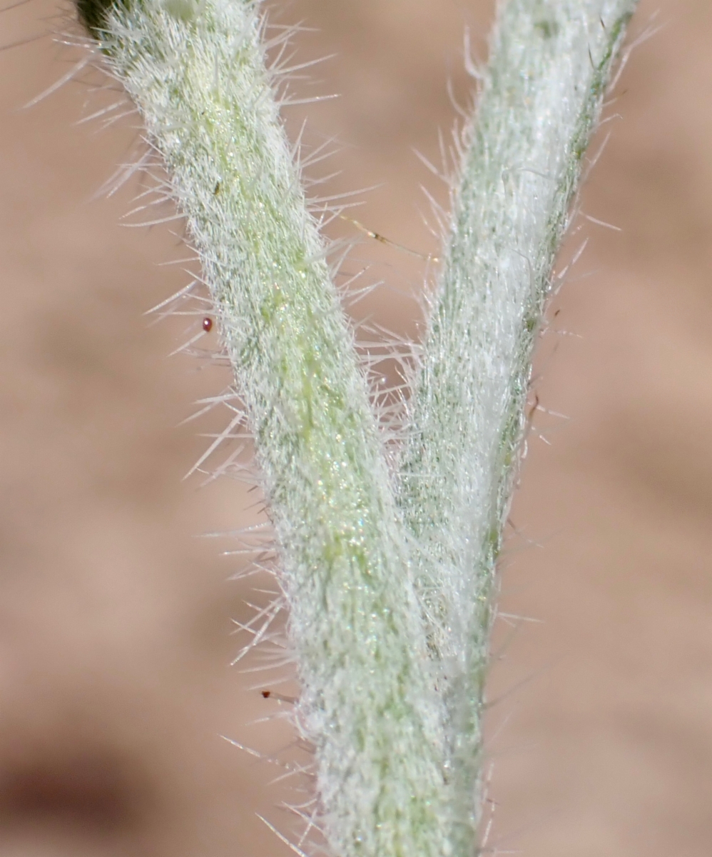 Oreocarya flavoculata