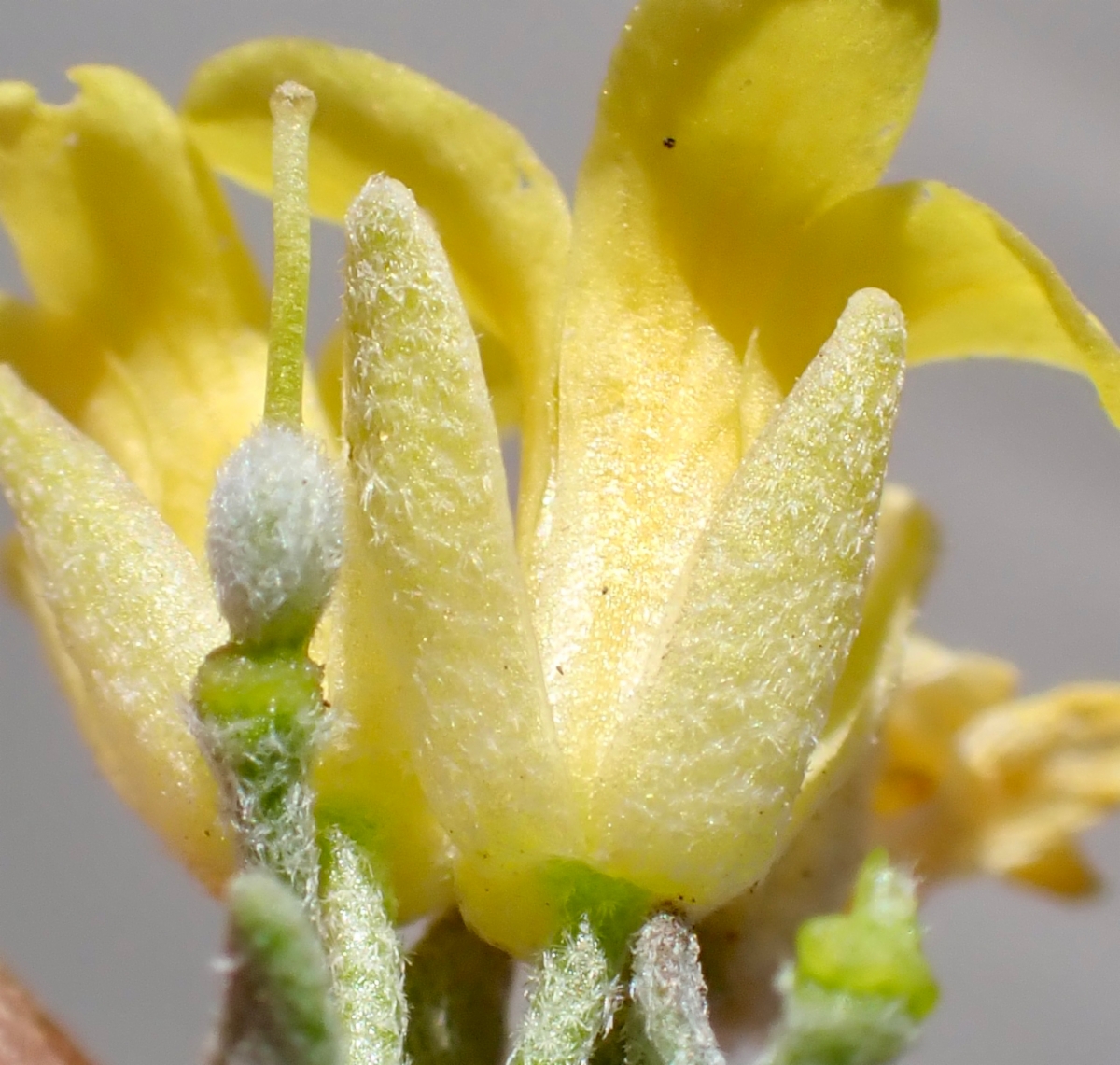 Physaria kingii ssp. kingii