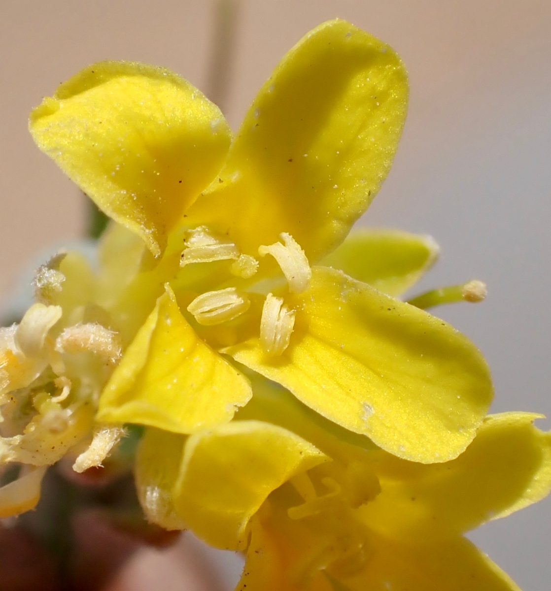 Physaria kingii ssp. kingii