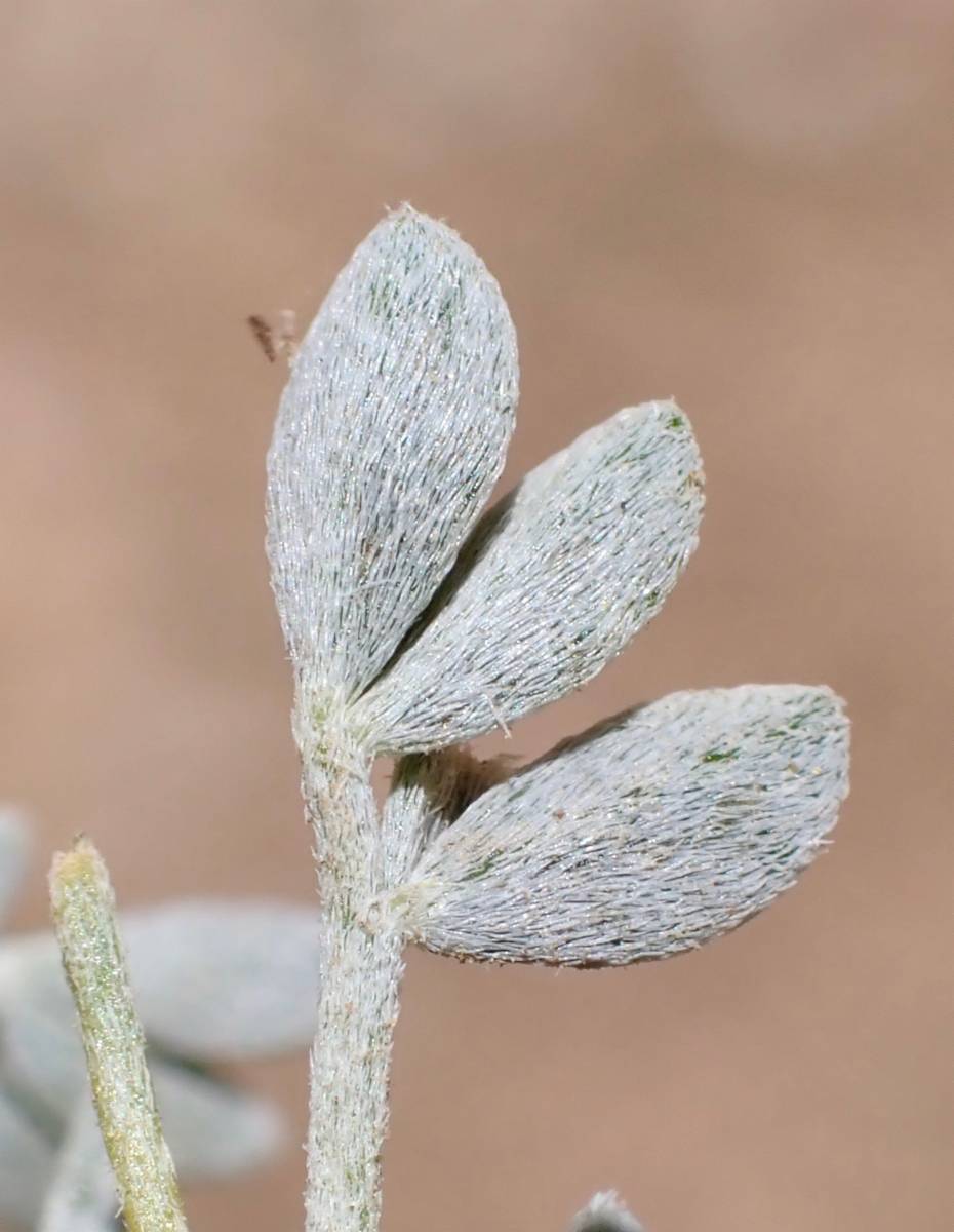 Astragalus lentiginosus var. semotus