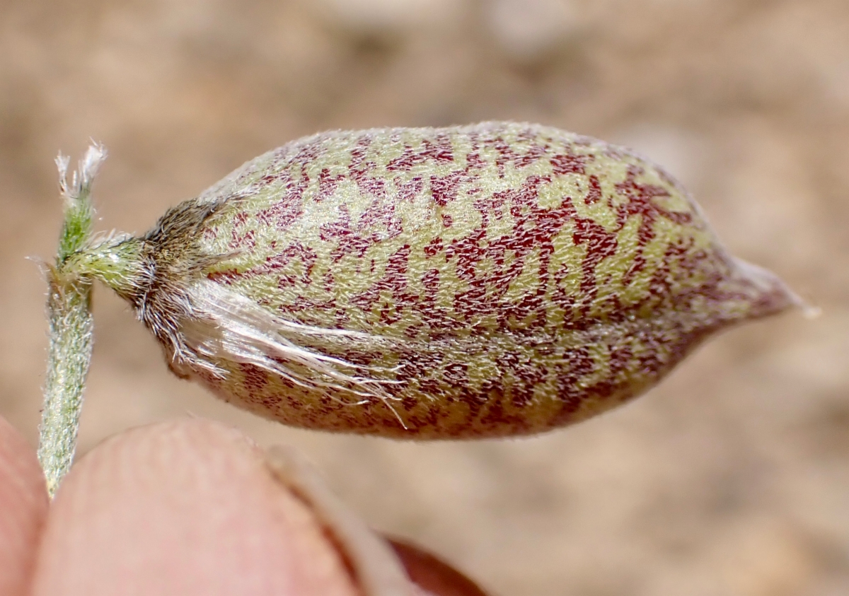 Astragalus lentiginosus var. semotus