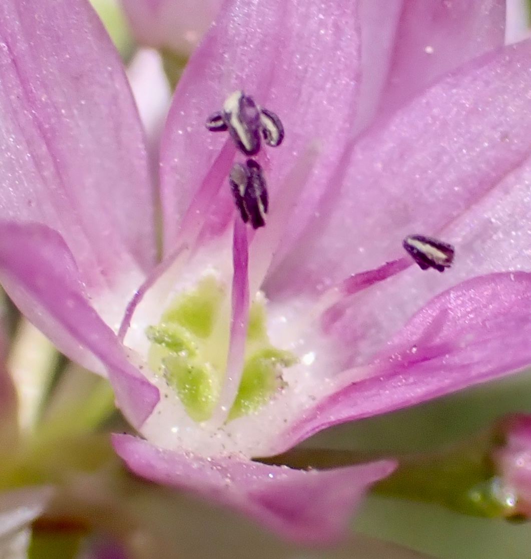 Allium bisceptrum