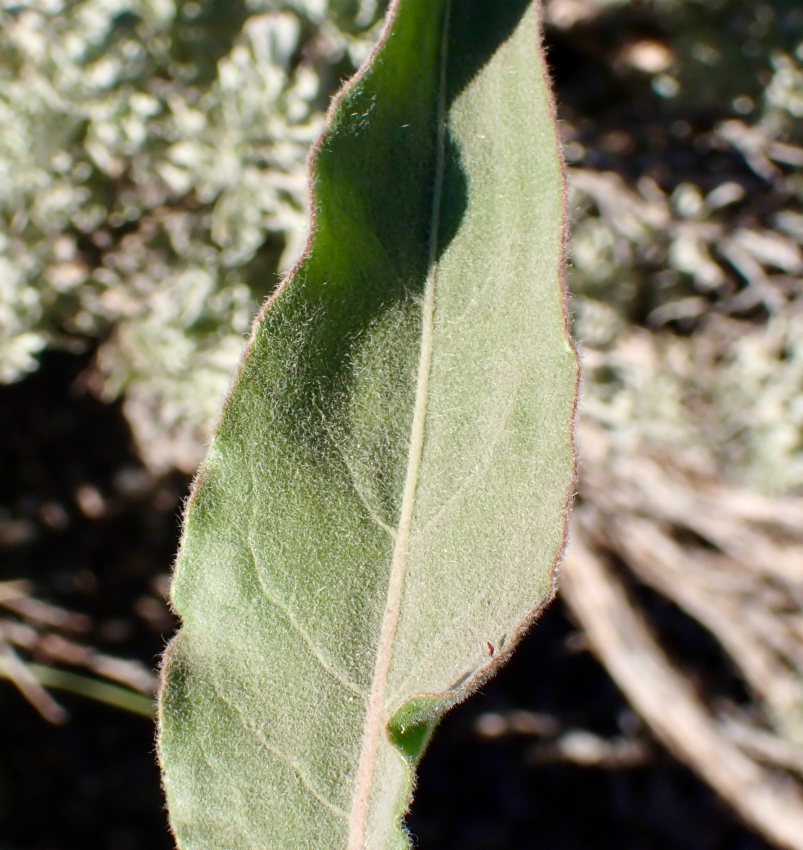 Eriogonum elatum var. elatum