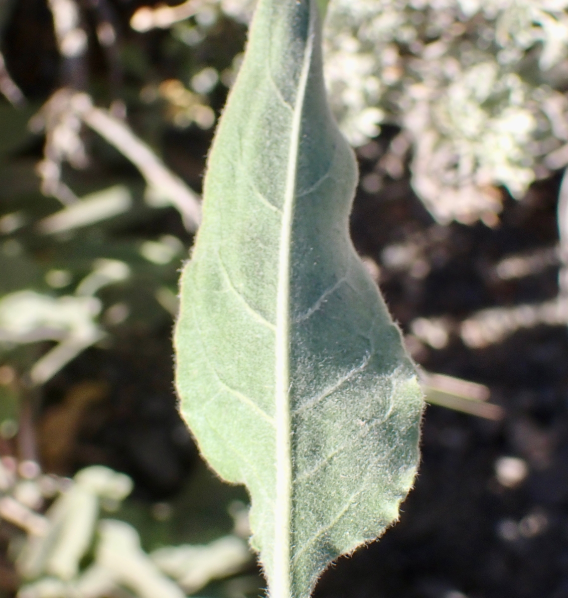 Eriogonum elatum var. elatum