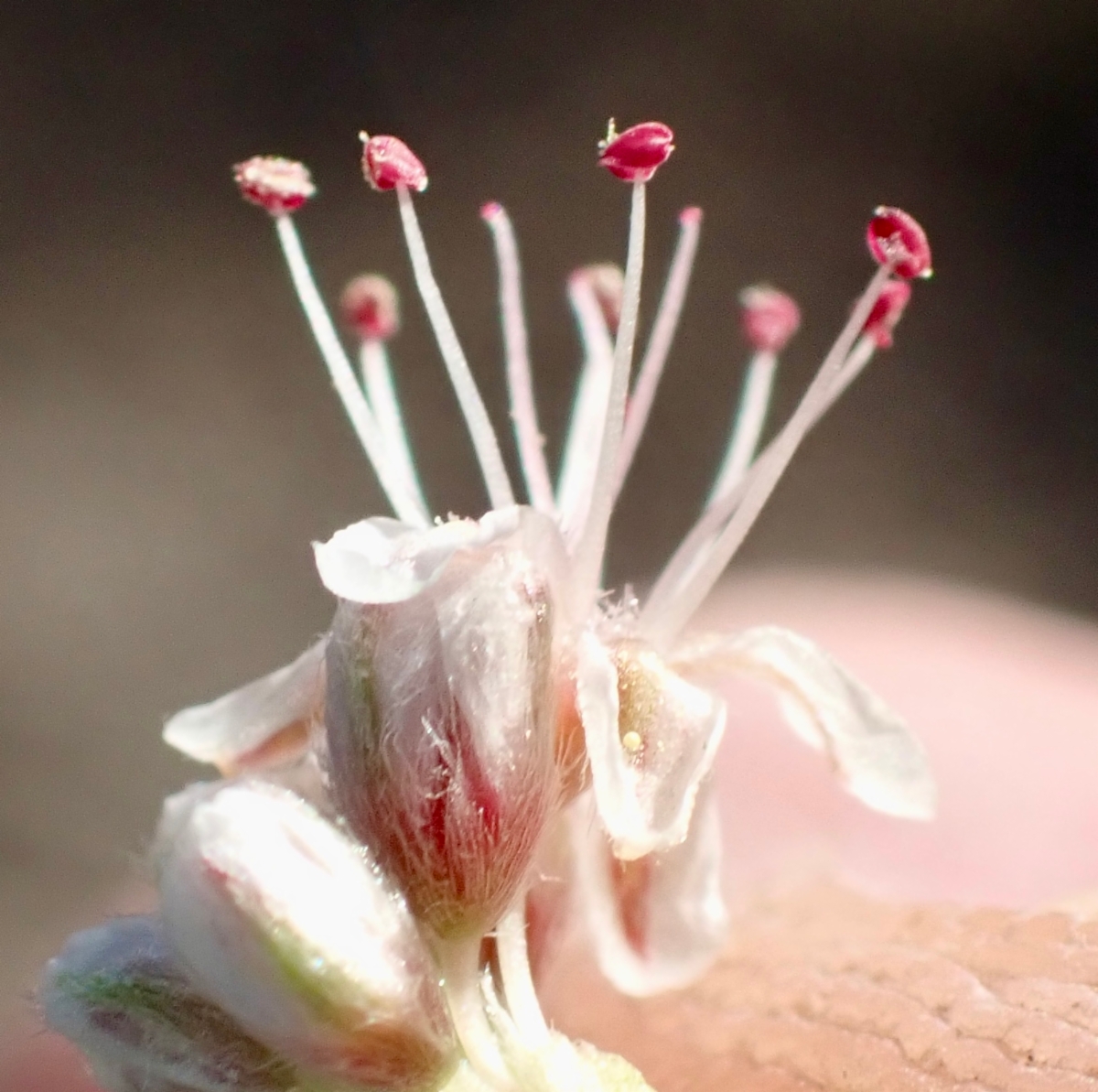 Eriogonum elatum var. elatum