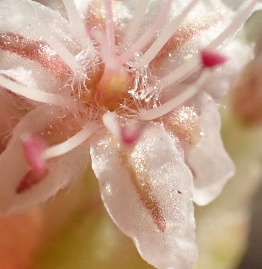 Eriogonum elatum var. elatum