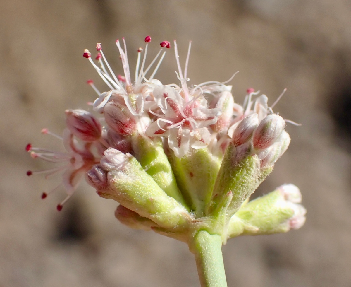 Eriogonum elatum var. elatum